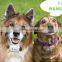 Db manufacturer hunting dog tracking collar with geofence alarm, tracking via app from your cell phone