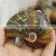 Natural High Quality Ammonite Fossils For Sale