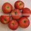 new crop fresh sweet gala apple with high quality for sale