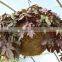 Sphagnum moss hanging basket 10" diameter