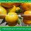 Baby Mandarin Orange / Nanfeng Orange /Fresh Mandarin Orange