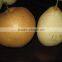 Hot sale fengshui pear/xingao pear/Ya pear
