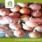 Fresh Yellow Onion in Bulk