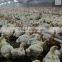 Automatic poultry drink system for chicken