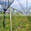 apple tree fruits tree anti hail net high quality hail protection net for agriculture