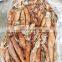 frozen west africa squid ghana squid good price