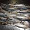 Slender mackerel whole round from China with size 66 -70pcs / 10 kg