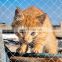 Germany Reinforced Protective Net Cat window net Cat net