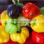 Factory price vegetable/fruit dryer and vibration machine/potato drying machine