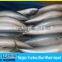 gold fish supplier Grade A frozen pacific mackerel