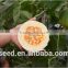 Shuangxing No.1 Chinese Pear-shape Hybrid Musk Melon Seeds