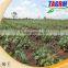 Applied Combine 2 rows cassava Planter/2AMSU ridging type cassava planting machine for sale