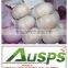 Wholesale natural fresh white garlic with nice service