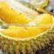 Frozen Mongthong durian whole