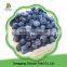 China delicious new seasonwholesale bulk frozen blueberries