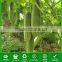 CU05 No.903 f1 hybrid smooth cucumber seeds in vegetable seeds