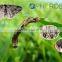 Pheromone Lure for Ectropis obliqua and trap set