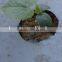 high quality agricultural mulch pe film