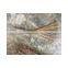 Vietnam coconut broom with competitve price for garden