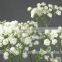 Gypsophila