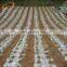 Black plastic biodegradable mulch film price