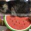 Wholesales New Creative Sisal Melon Cat Scratch Pad Cat Toys Claws Pet Supplies