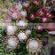 Decorative Cheapest cut protea cynaroides