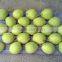 2016 new crops Shandong Pear