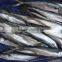 Frozen spanish mackerel for market all size available
