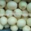 Nitrogen sealed peeled onions from China