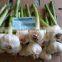 Importer to buy fresh garlic from Egypt with good quality and cheaper price