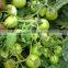 Marina F1 (PELLETED) Hybrid Tomato Seeds