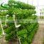 High quality Spinacia oleracea Planting trough for Vegetable
