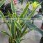 SJ GN 56 artificial Sansevieria plants