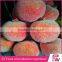 Wholesale Artificial Fruit For Decoration tropical fruits artificial styrofoam fruit