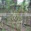 lagerstroemia indica tree small Chinese Letter gourd and bottle shape plants