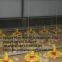 Malawi Poultry Farm Equipment Broiler Floor Raising System with 10,000 birds & Chicken Plastic Saltted Floor System with Automatic Nipple Drinker in Chicken Shed