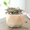 Macaron plant pot small fresh coarse pottery tabletop ceramic flowers with holes