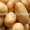 New crop 2019 Certified GAP Holland Potatoes Fresh potatoes