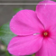 1000pcs sadabahar flower seeds pink periwinkle vinca rosea seeds for sale