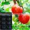 PP Recyclable Plastic Fruit Avocado PP Trays For Kiwi/Tomato/Pear/Avocado/Apple/Peach Packaging