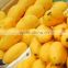 best quality fresh mango