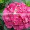 Fresh Cut Flowers Wholesale High Quality Cut Fresh Hydrangea With 50cm Long Stem
