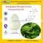 GMP Certified Manufacturer Supply Natural Andrographis Paniculata Extract
