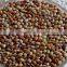 Indian Horse Gram Seeds kulthi bean Macrotyloma uniflorum Rajasthan Asia