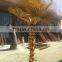 SJ2001207 New arrival golden plastic artificial palm fan tree