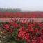 lagerstroemia indica red leaf rose color flower