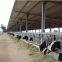prefab light steel structure chicken home poultry house cow farm building