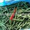 2021 New Crop Top Grade D 8 - 11mm 7 - 9 mm IQF Frozen Green Beans