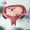 HC-S344 Medical teaching vivid advanced Human embryo development process model for sale